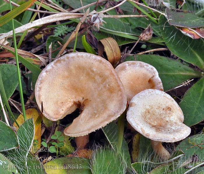 Clitocybe rivulosa Strmělka potůčková Rinnigbereifter Trichterling Giftige Weidetrechterzwam Lejkówka odbielona strumykowa Strmuľka pásikavá Eng-Tragthat Gifttrattskivling Clitocybe rivuleux Lumsk traktsopp Говорушка красноватая