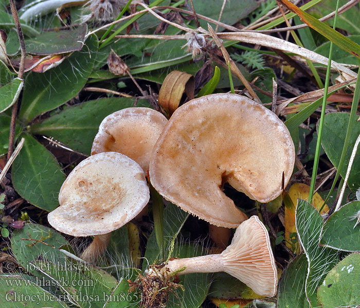 Clitocybe rivulosa bm8651