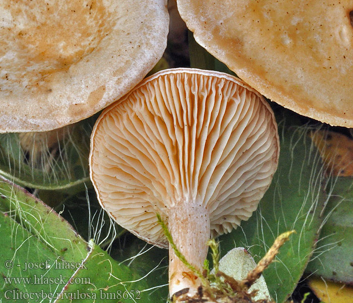 Clitocybe rivulosa bm8652