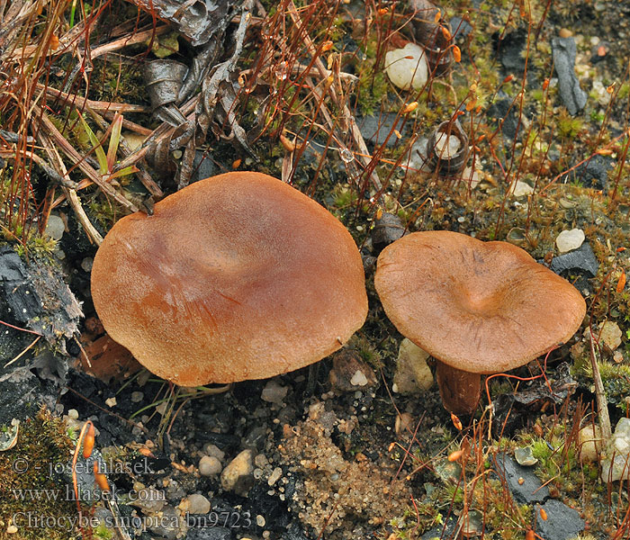 Clitocybe sinopica subsinopica Strmělka štěničná