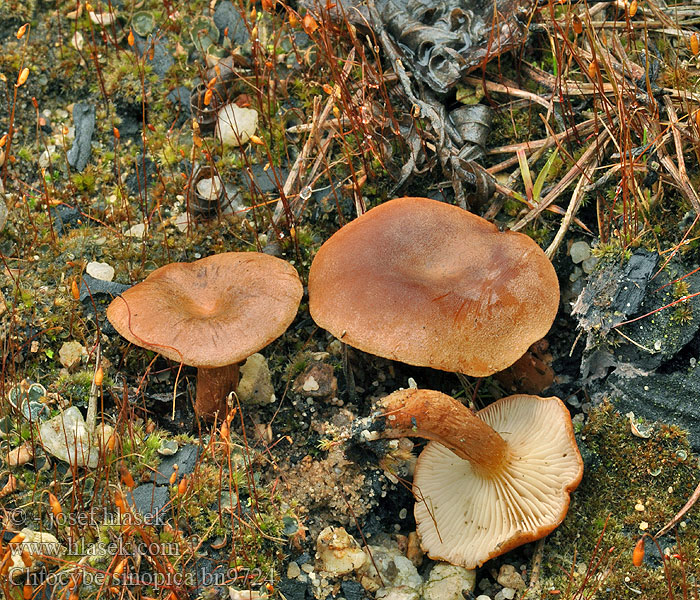 Clitocybe rouge Svedje-tragthat Palomalikka Brandplektrechterzwam