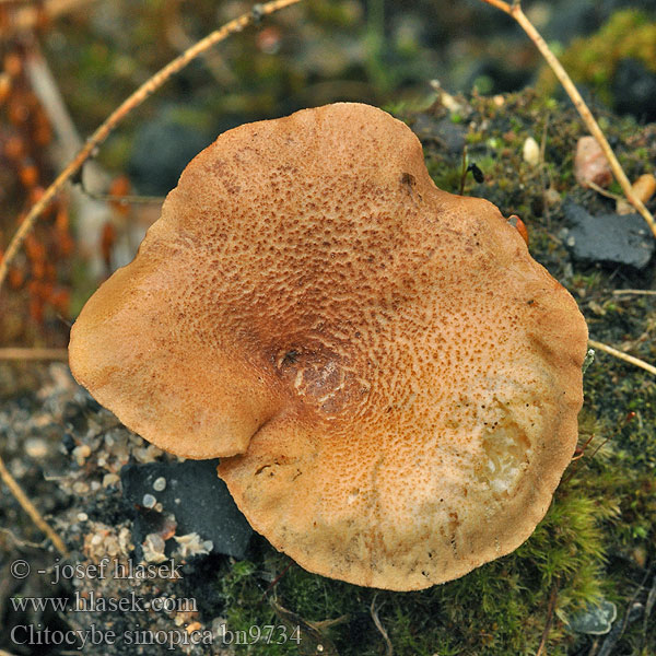 Говорушка синопская Svedjetrattskivling Clitocybe sinopica