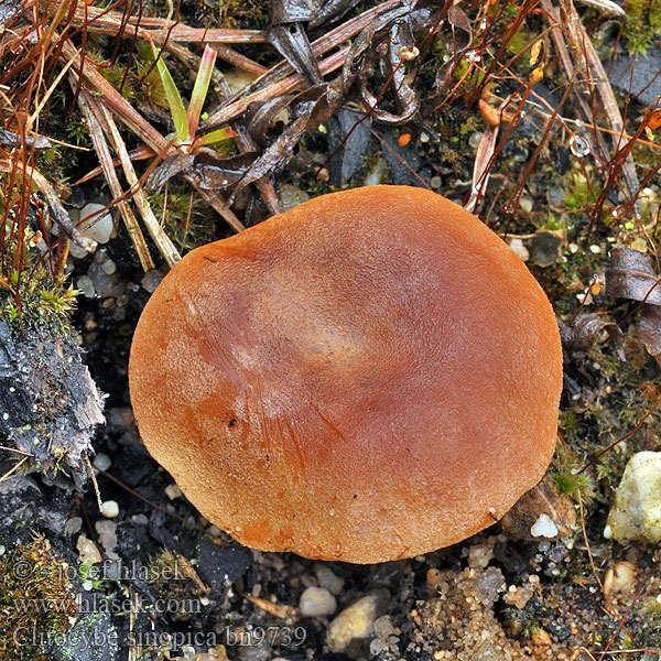 Strmělka štěničná Strmuľka spálenisková Clitocybe rouge