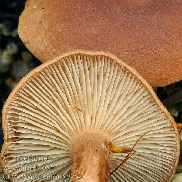 Strmuľka spálenisková Clitocybe rouge Svedje-tragthat