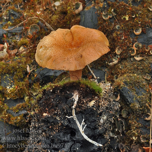 Clitocybe sinopica bn9747