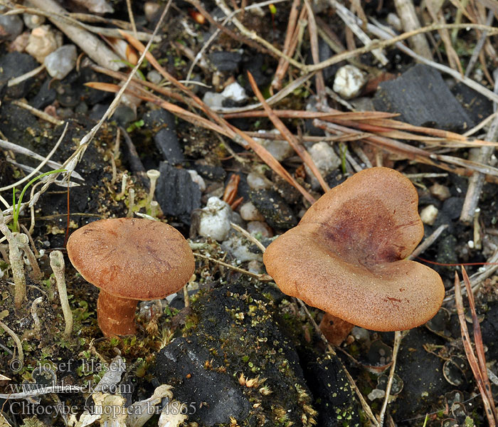 Clitocybe sinopica subsinopica Strmělka štěničná