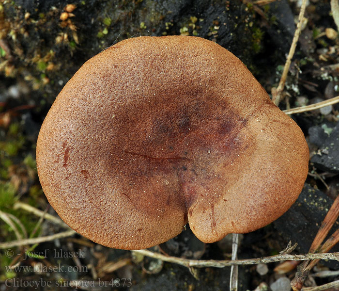 Clitocybe sinopica Strmuľka spálenisková Clitocybe rouge