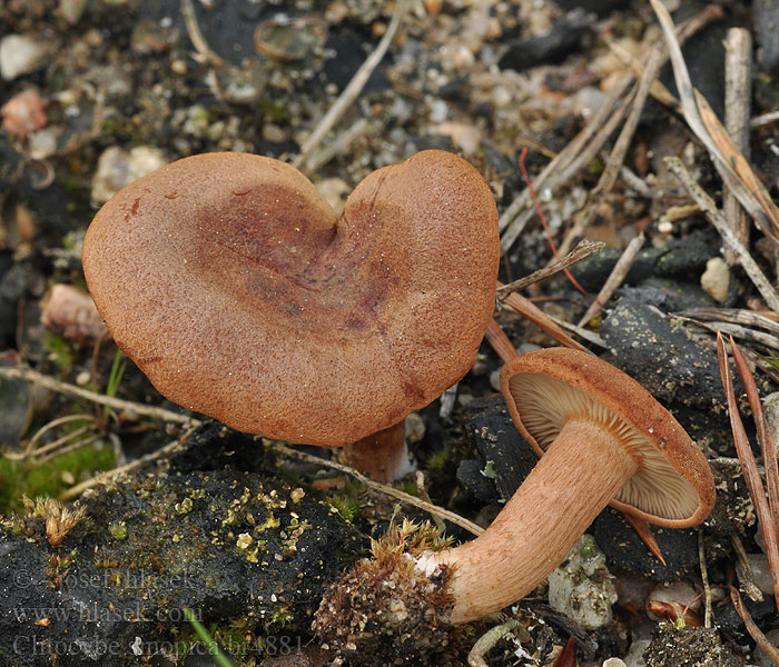 Clitocybe sinopica Svedje-tragthat Palomalikka