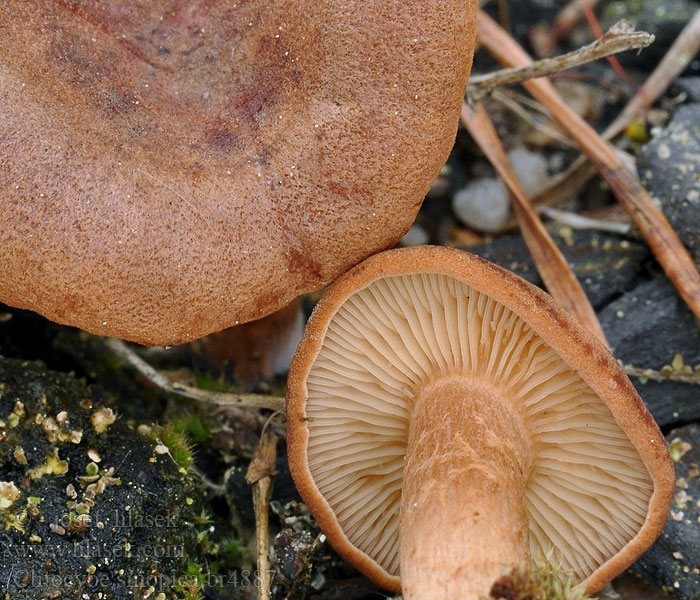 Clitocybe sinopica Kohlen-Trichterling Kohlentrichterling