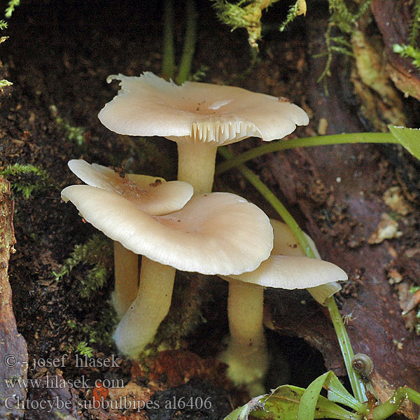 Clitocybe subbulbipes Vliertrechterzwam