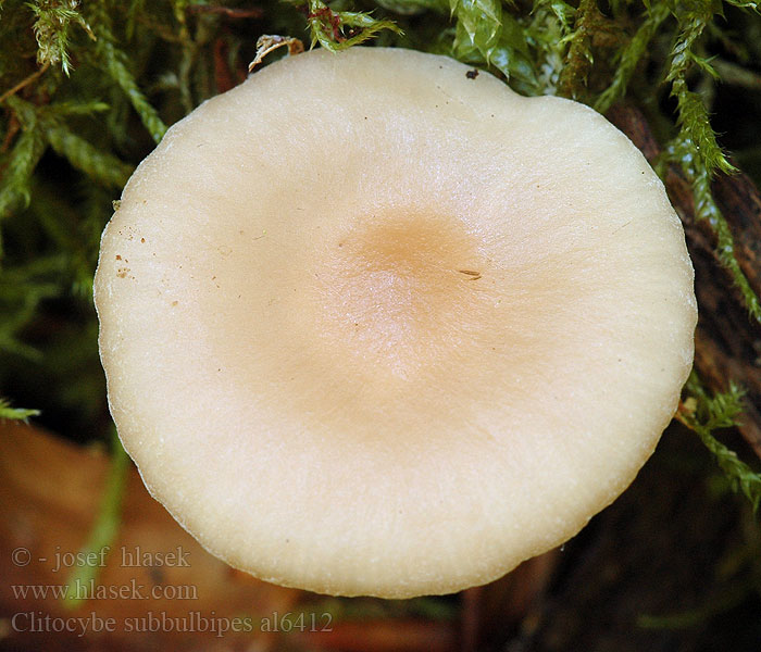 Clitocybe subbulbipes al6412