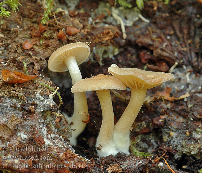 Vliertrechterzwam Clitocybe subbulbipes