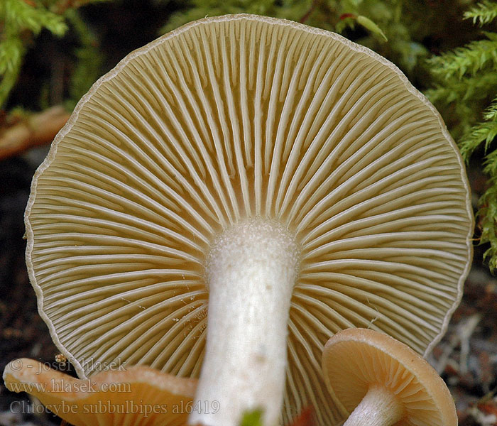 Vliertrechterzwam Clitocybe subbulbipes