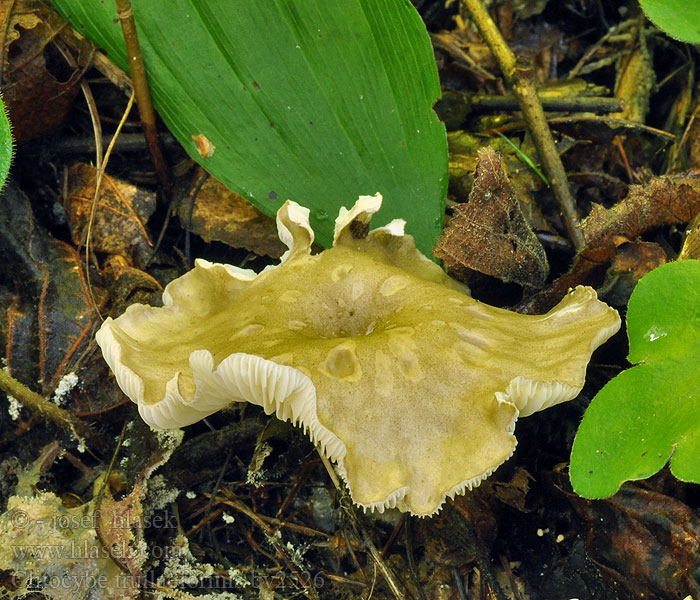 Clitocybe trullaeformis Strmělka brvitá Graufilziger Trichterling