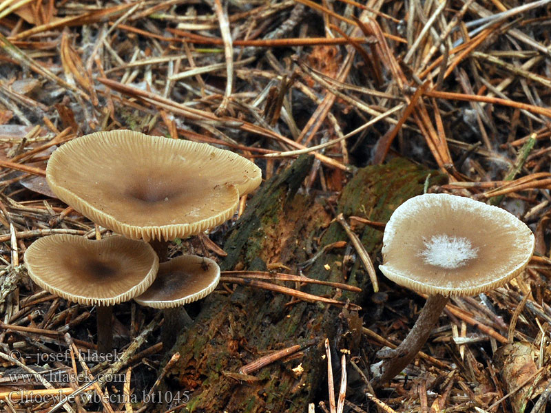 Clitocybe vibecina Geriefter Mehltrichterling