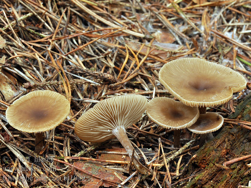 Clitocybe vibecina Gestreepte Trechterzwam Lejkówka prążkowana