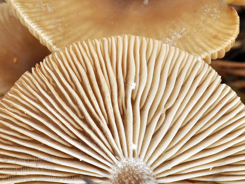 Clitocybe_vibecina_bt1053