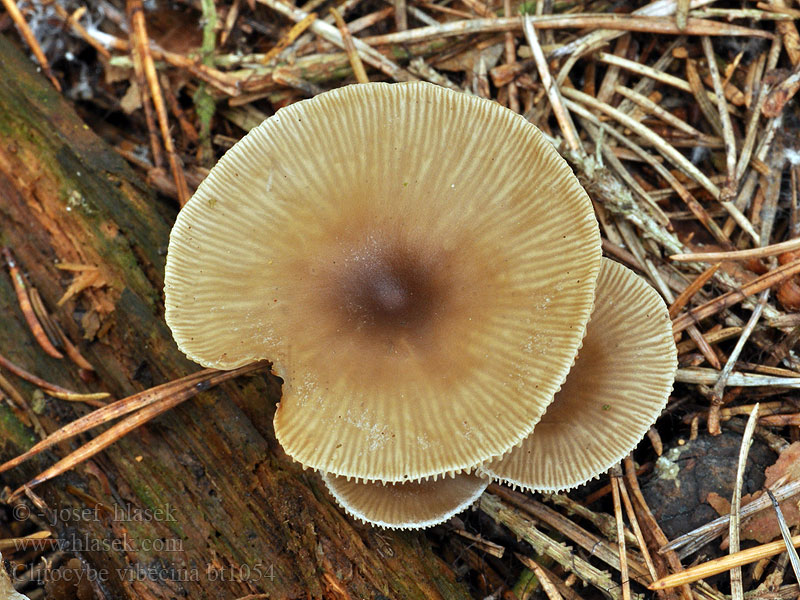 Clitocybe vibecina Strimmig trattskivling