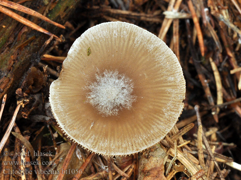 Clitocybe vibecina Jauhomalikka Clitocybe strié