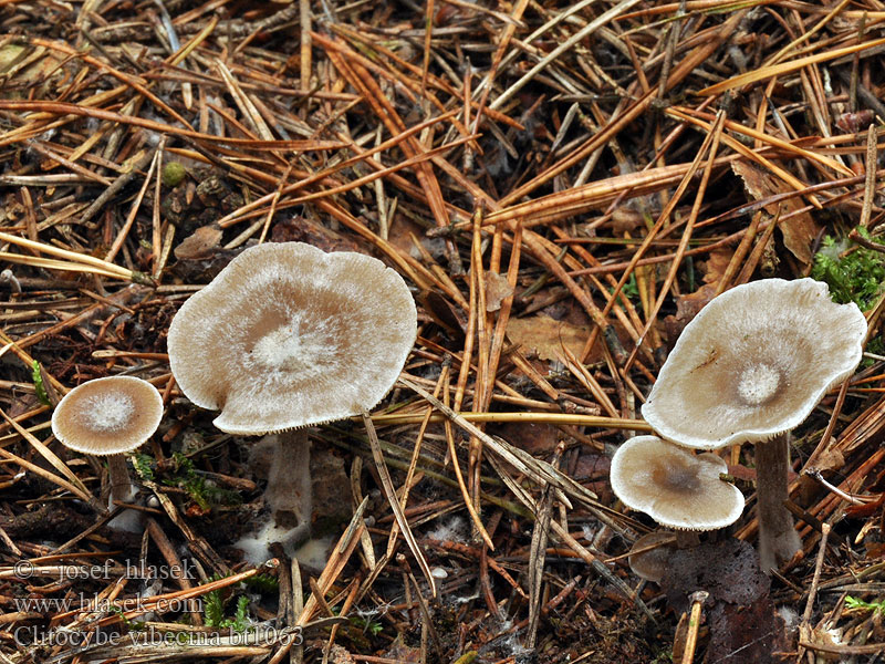 Clitocybe vibecina Говорушка сероватая