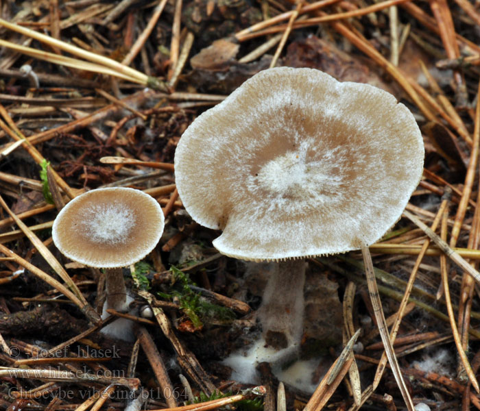 Clitocybe vibecina Clitocybe strié Grå meltraktsopp