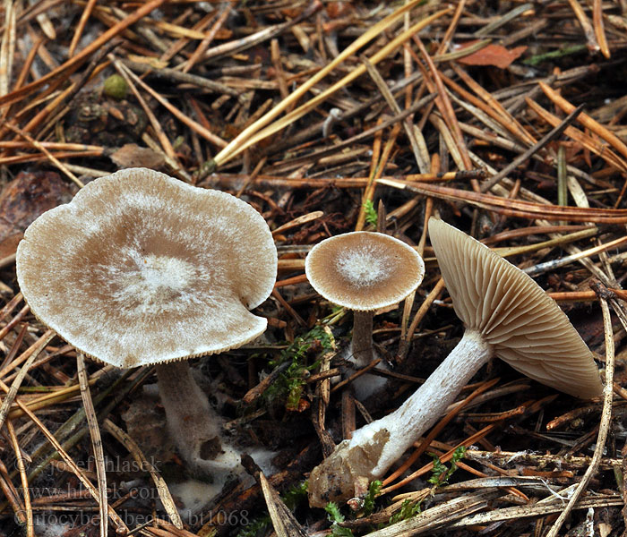 Clitocybe vibecina Lejkówka prążkowana