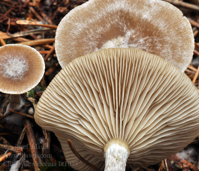 Clitocybe_vibecina_bt1073