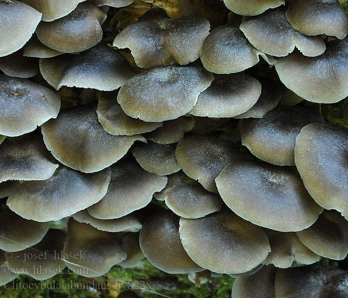 Clitocybula abundans Trhanka trsnatá