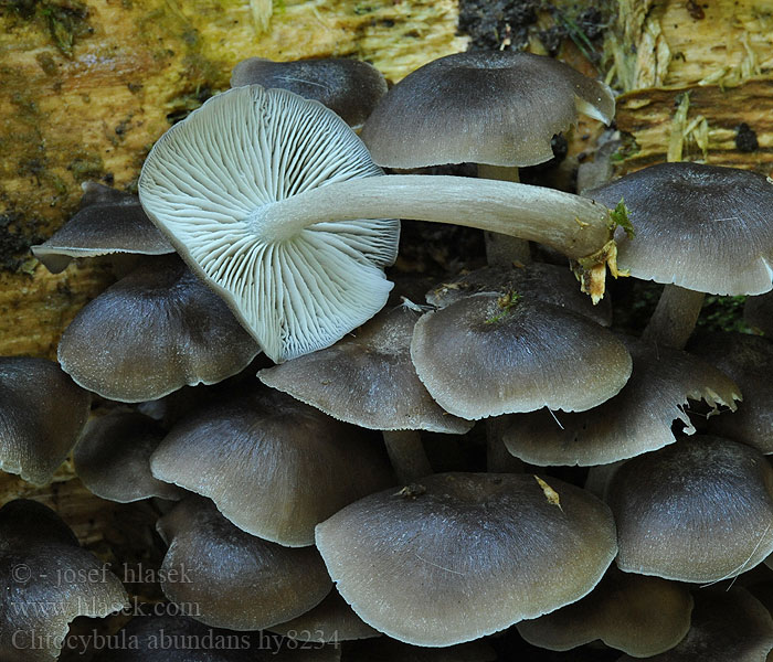 Clitocybula abundans Üppiger Faserrübling