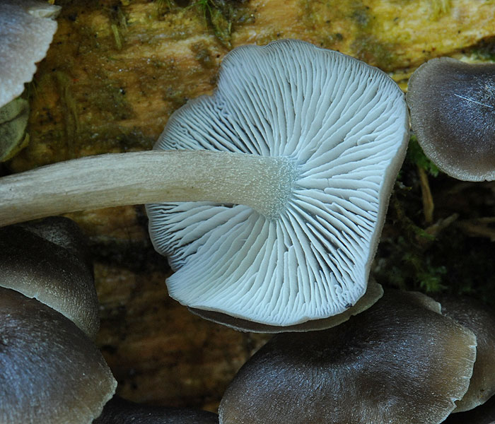 Clitocybula abundans Strmuľník hojný