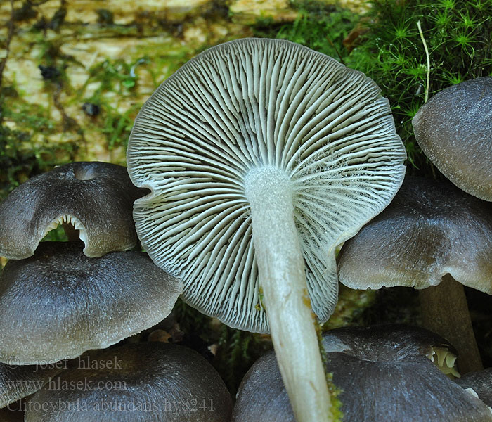 Trhanka trsnatá Clitocybula abundans