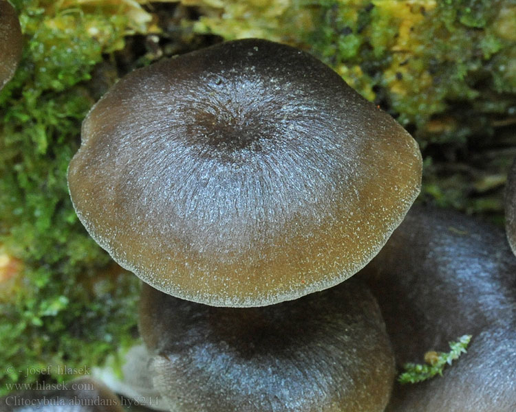 Üppiger Faserrübling Clitocybula abundans