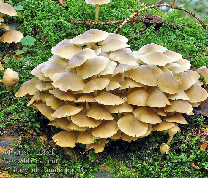 Clitocybula familia Großbüscheliger Faserrübling