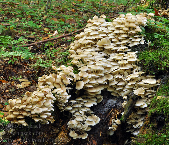 Clitocybula familia Collybie troupes