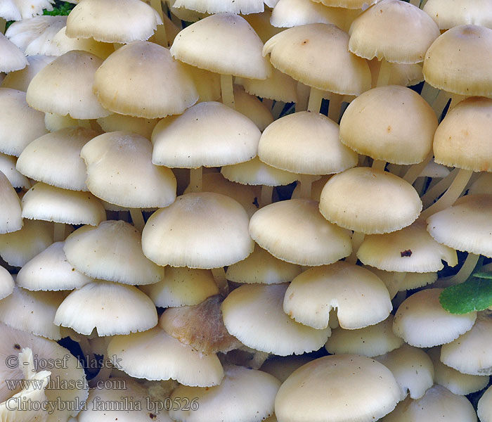 Großbüscheliger Faserrübling Clitocybula familia