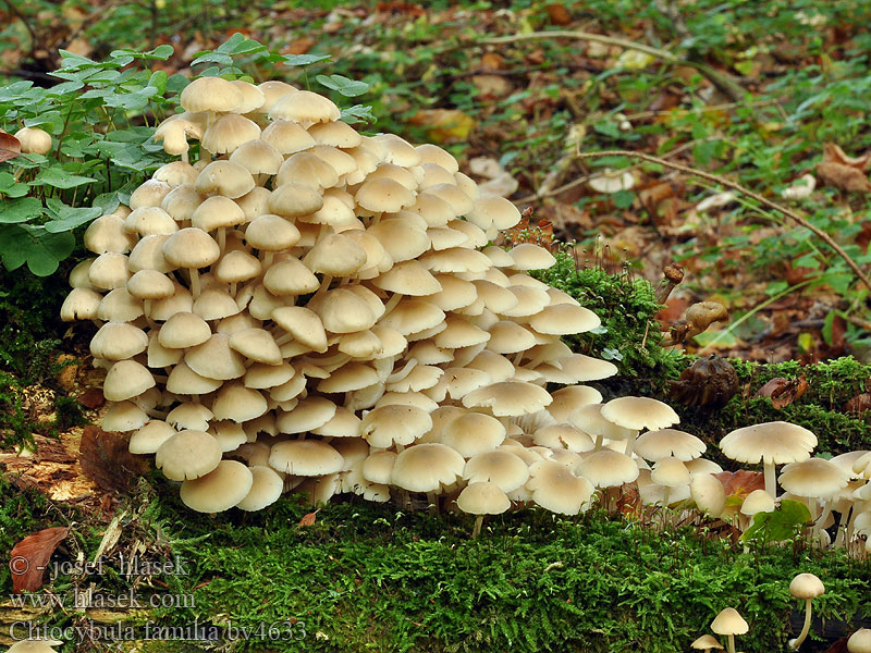 Großbüscheliger Faserrübling Clitocybula familia