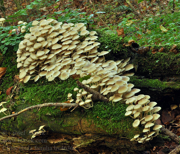 Collybie troupes Clitocybula familia