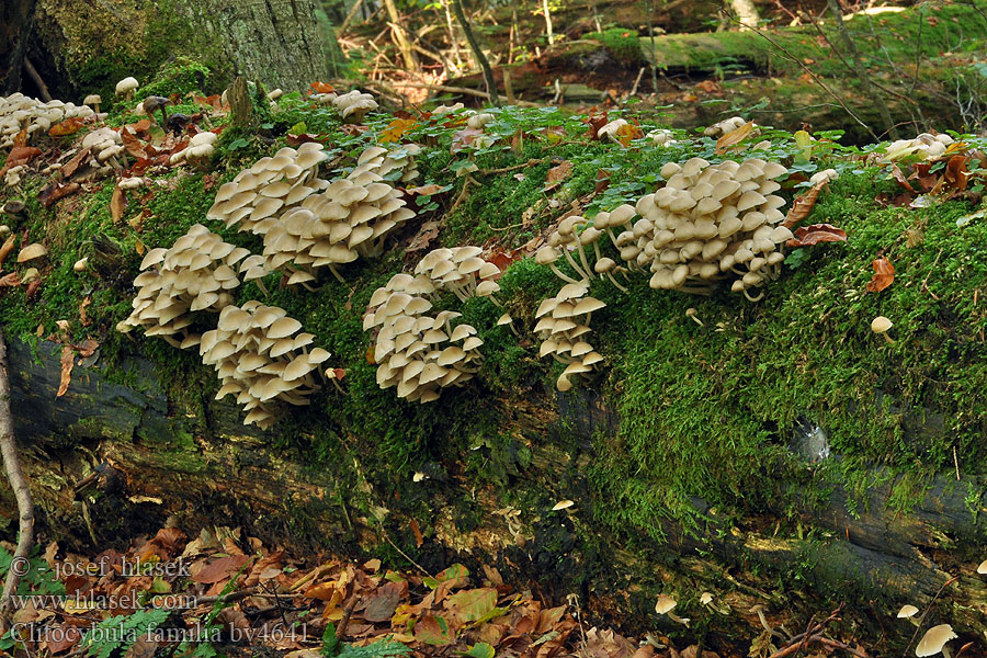 Мегаколлибия фамильная Clitocybula familia