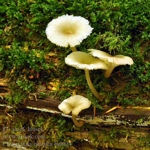 Clitocybula lacerata Fayodia Penízovka dřípená Strmuľník strapkatý Clitocybe lacéré Fransiger Faserrübling Lejkóweczka postrzępiona Говорушечка изорванная