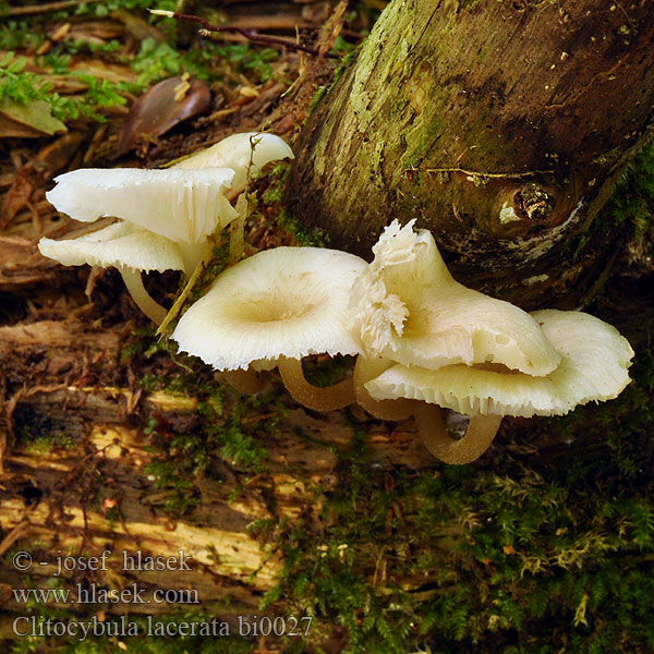 Clitocybe lacéré Fransiger Faserrübling Lejkóweczka postrzępiona Говорушечка изорванная Clitocybula lacerata Fayodia Penízovka dřípená Strmuľník strapkatý