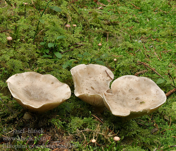 Clitopilus cystidiatus Zystidenräsling Zystiden-Mehlräsling Machovka sivá