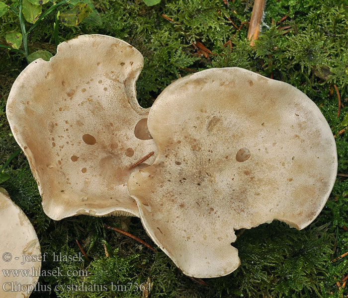 Zystiden-Mehlräsling Machovka sivá Clitopilus cystidiatus Zystidenräsling