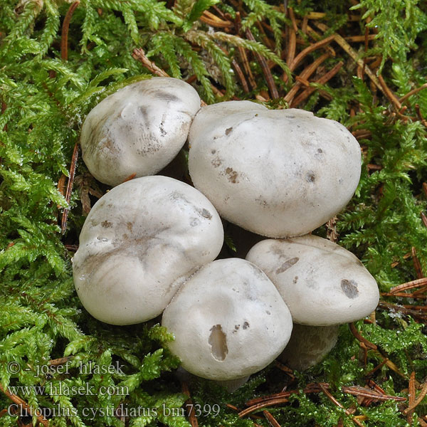 Clitopilus cystidiatus Machovka sivá Zystiden-Mehlräsling Zystidenräsling