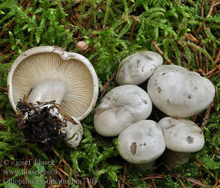 Zystiden-Mehlräsling Zystidenräsling Clitopilus cystidiatus Machovka sivá