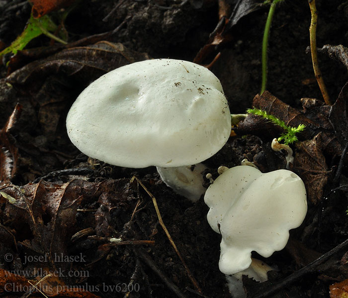 Clitopilus prunulus Mechovka obecná Mehl-Räsling Grote molenaar