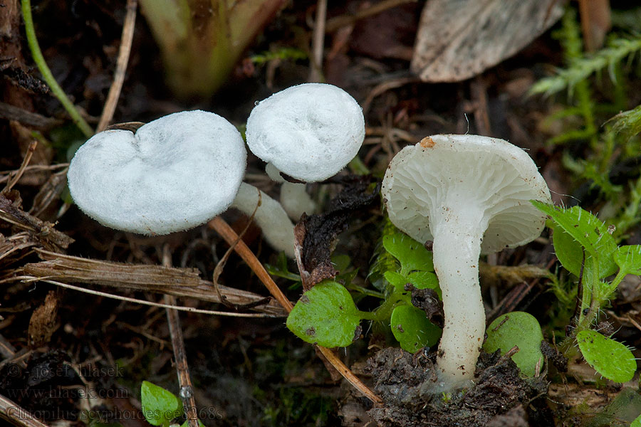 Clitopilus scyphoides Mechovka běloučká