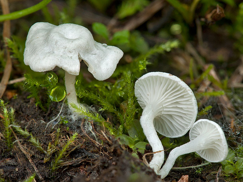 Clitopilus scyphoides Kleine molenaar