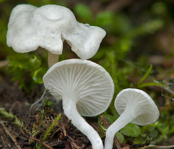 Clitopilus scyphoides Machovka drobná Dvärgmjölskivling