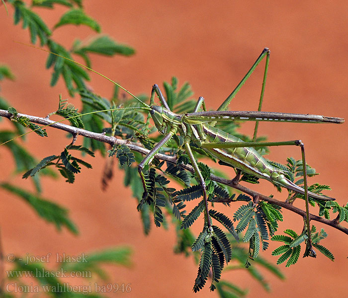 Clonia wahlbergi Predatory Winged Katydid