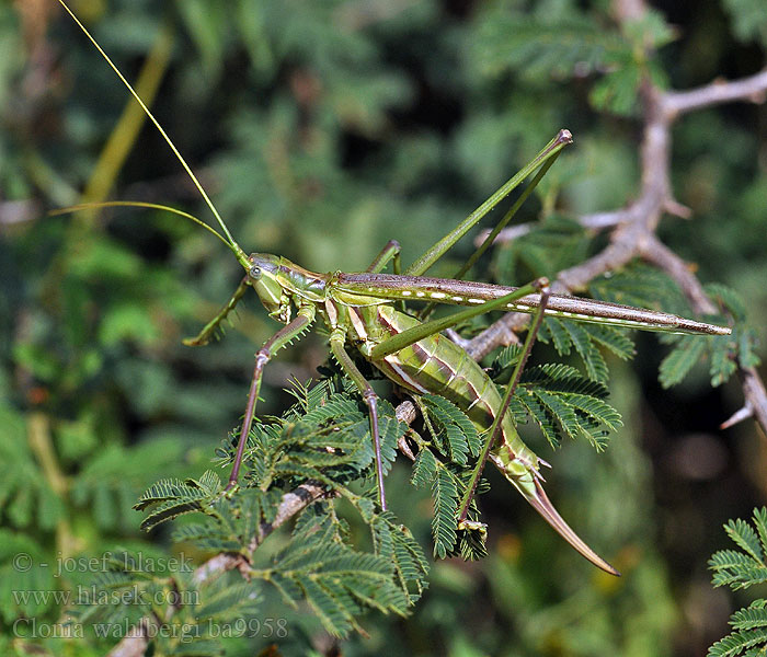 Clonia wahlbergi Predatory Winged Katydid